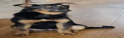 Mixed Breed dogs for adoption: Rachel  - Advert 1