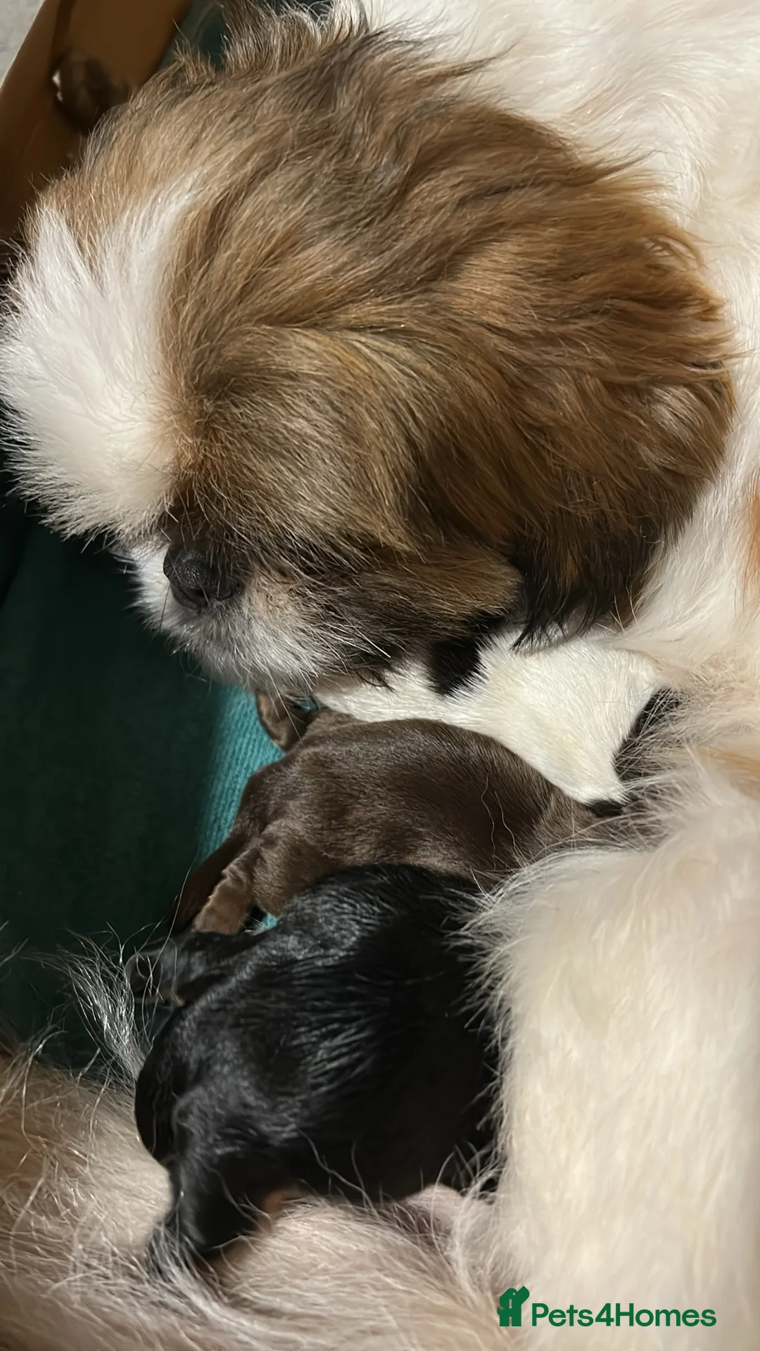 Shih Tzu dogs for sale: 3/4 Imperial Shih Tzu Girl Puppy - Advert 2