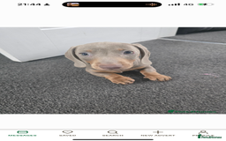 Miniature Dachshund dogs for sale: Lola and stitch the miniature dachshunds  - Image 9