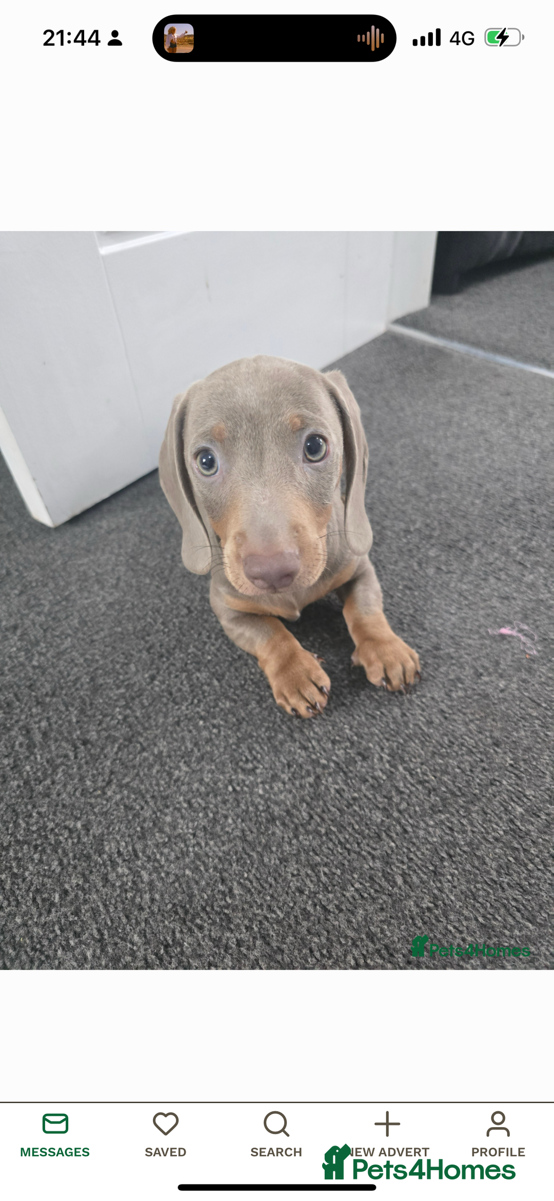 Miniature Dachshund dogs for sale: Lola and stitch the miniature dachshunds  - Image 9