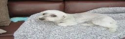 Maltese dogs for sale: Maltese - 7 year old girl - Advert 3