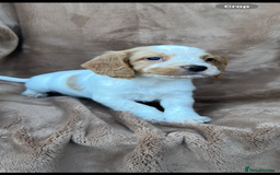 Cocker Spaniel dogs for sale: Gorgeous kc registered cocker spaniel puppies - Image 14