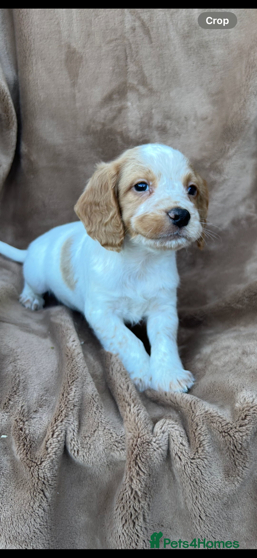 Cocker Spaniel dogs for sale: Gorgeous kc registered cocker spaniel puppies - Image 14