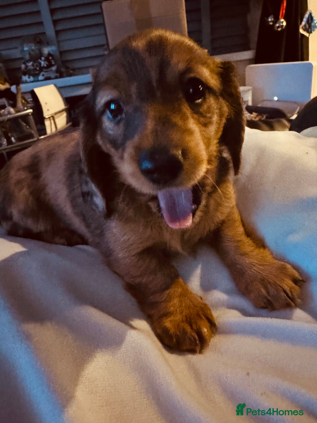 Miniature Dachshund dogs for sale: Beautiful minature dachshunds  - Advert 2