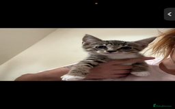 Mixed Breed cats for sale: Two tabby kittens available now £80 - Image 3