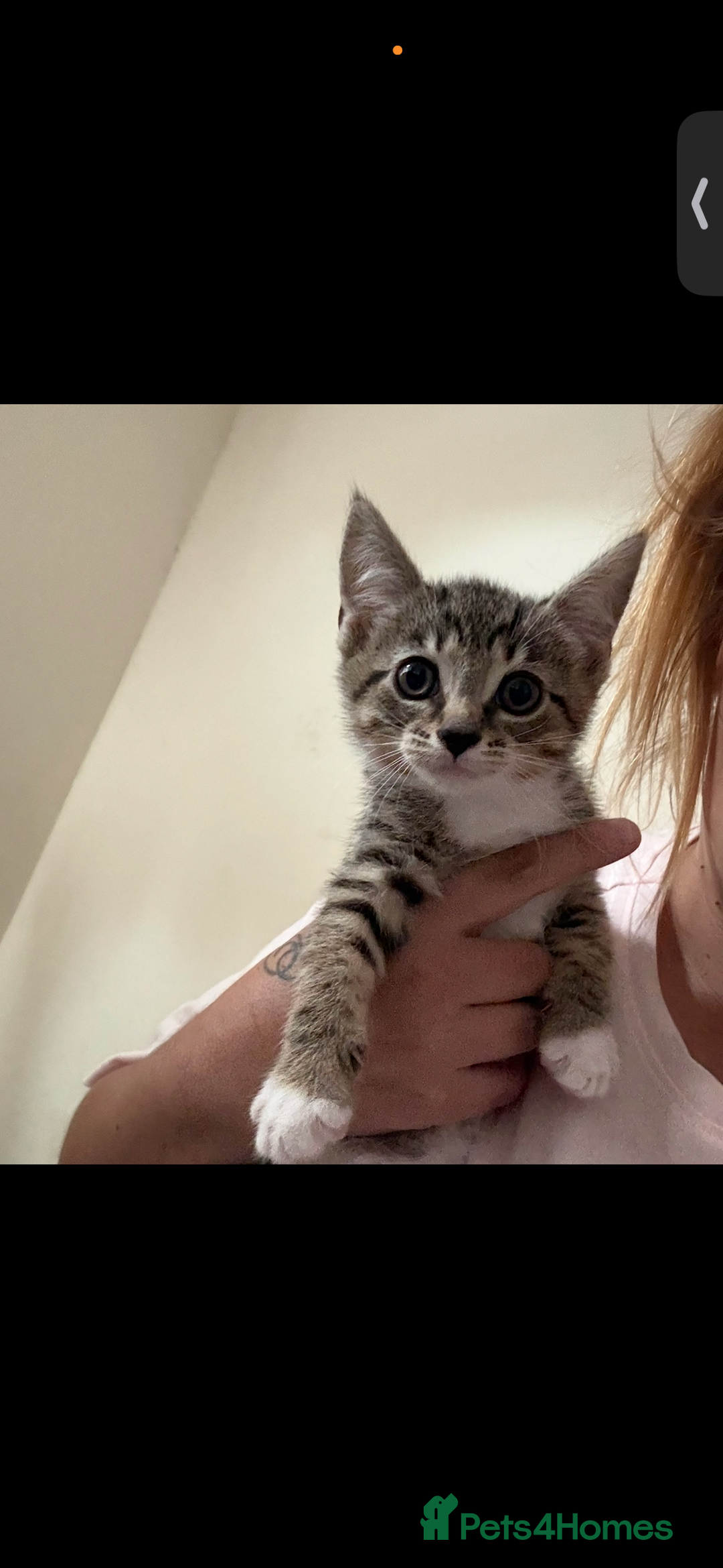 Mixed Breed cats for sale: Two tabby kittens available now £80 - Image 3