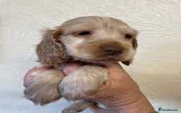 Cocker Spaniel dogs for sale: SHOW TYPE COCKER SPANIEL PUPS - Image 7
