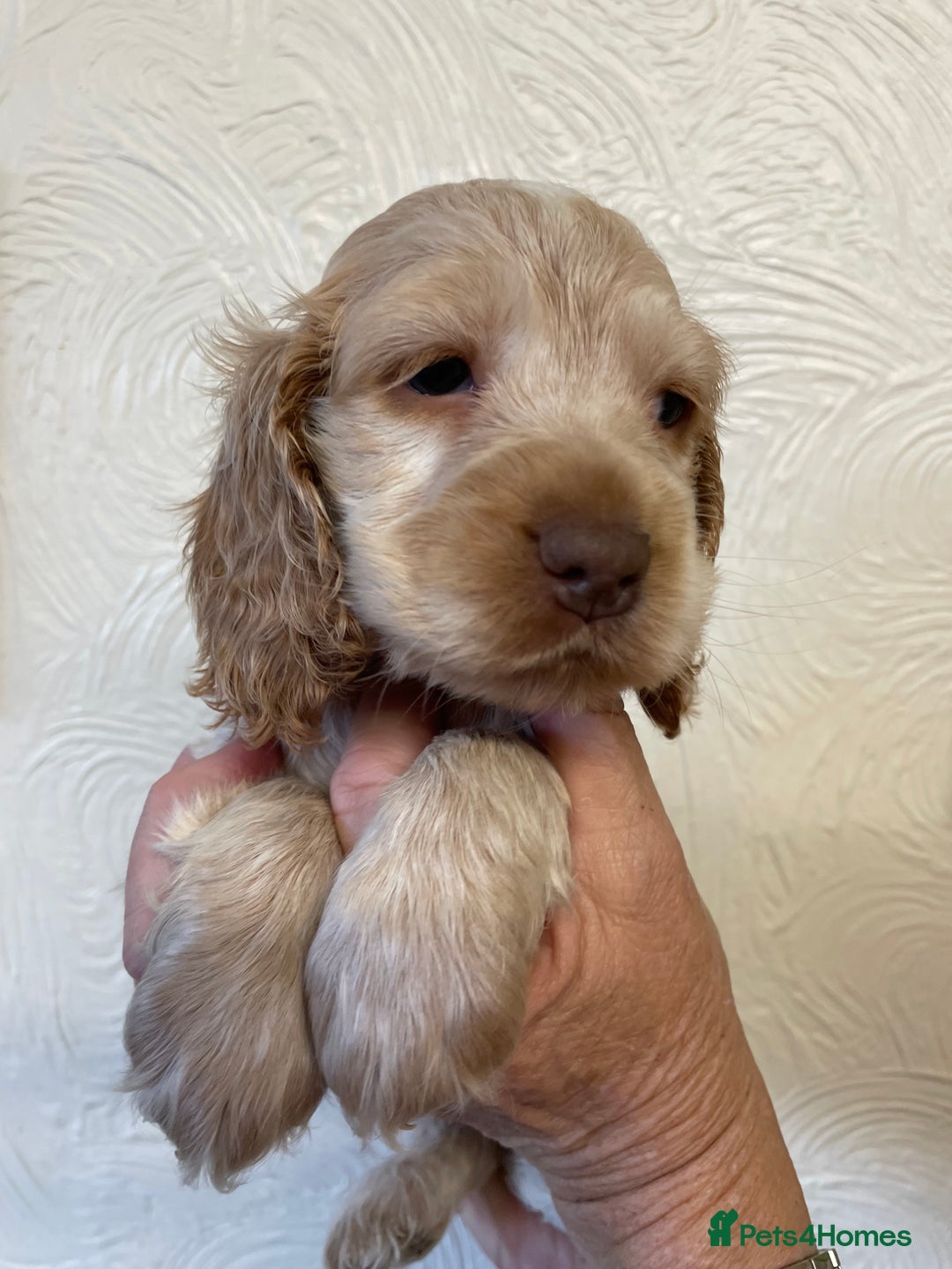 Cocker Spaniel dogs for sale: SHOW TYPE COCKER SPANIEL PUPS - Image 7