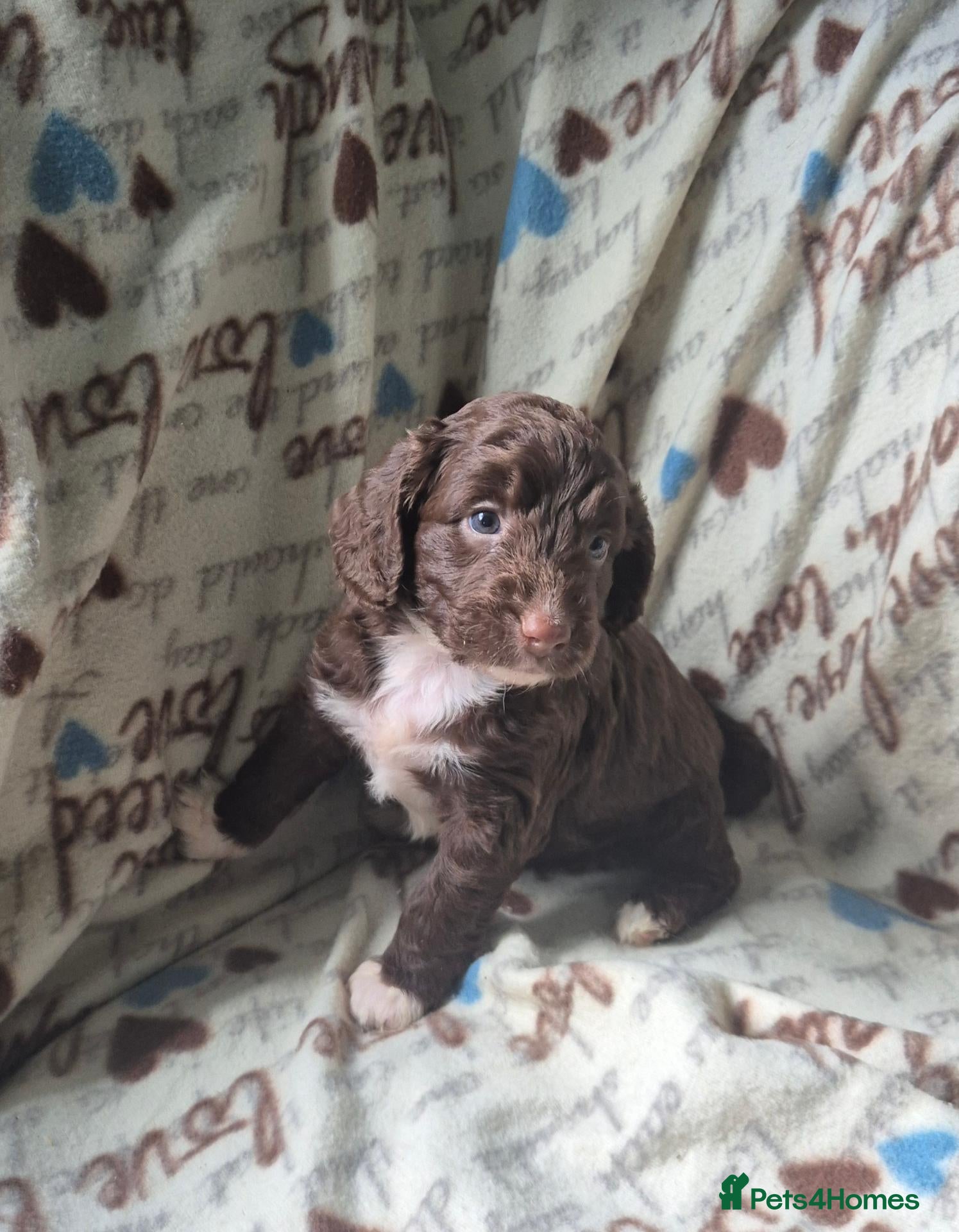 Sproodle dogs Gorgeous litter of Sproodle Pups  - Advert 2