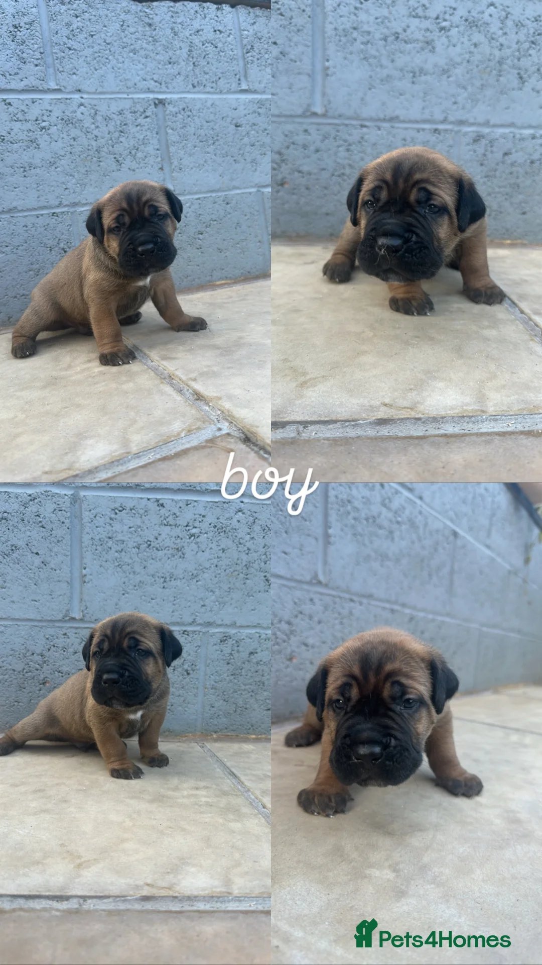Cane Corso dogs for sale: 4 Beautiful cane Corso puppies 1 girl 3 boys  - Advert 5