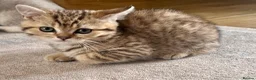 Scottish Fold cats for sale: Tiger Kitten  - Advert 2