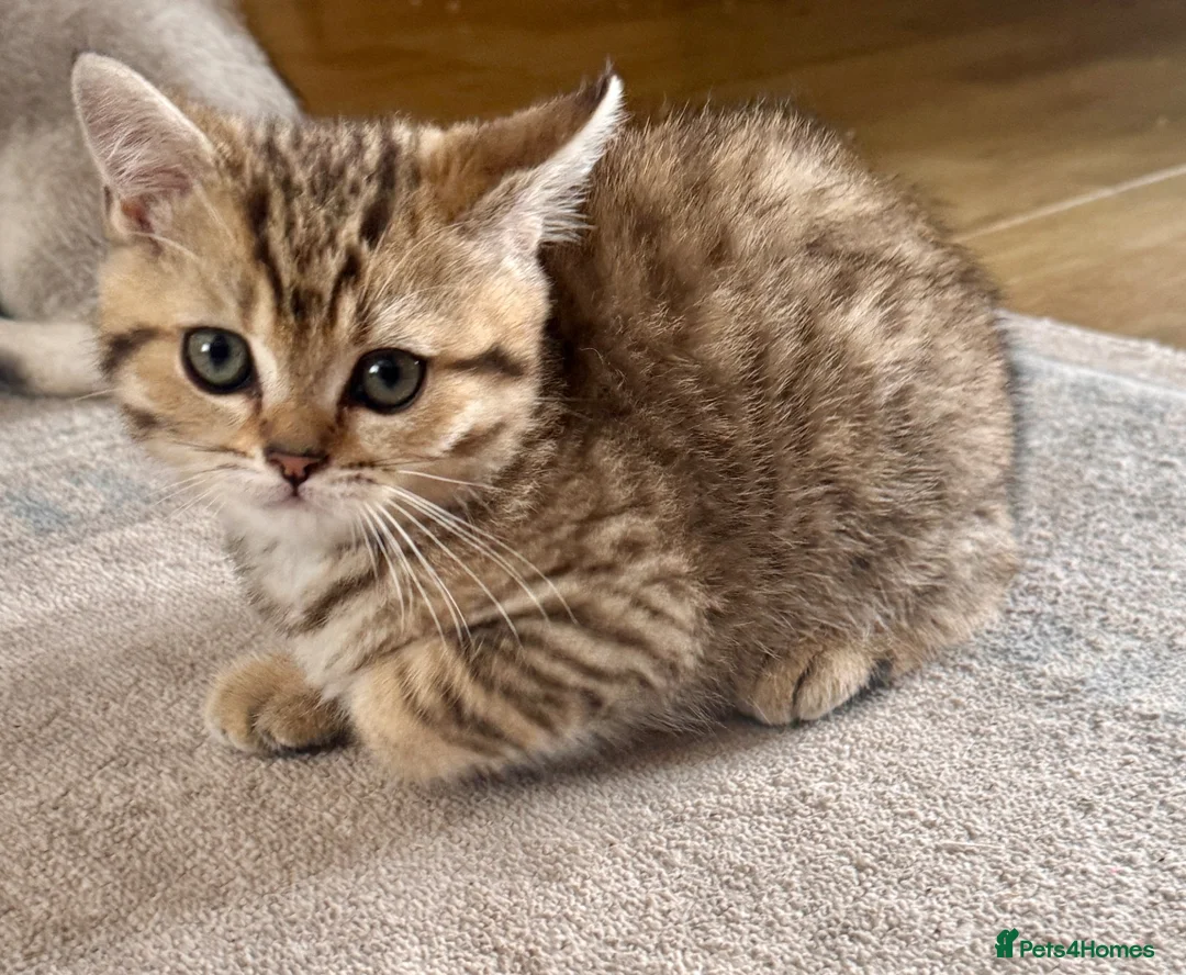 Scottish Fold cats for sale: Tiger Kitten  - Advert 2