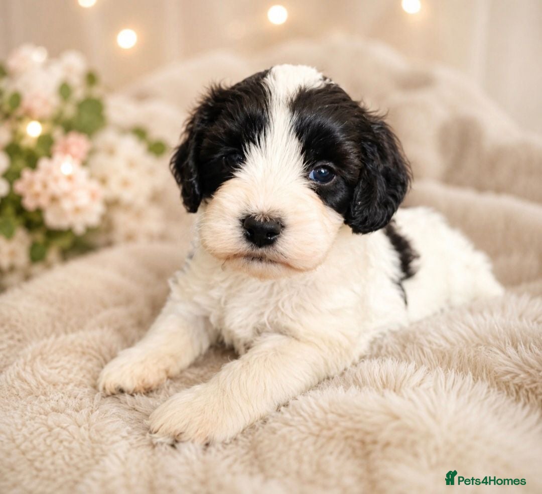 Mixed Breed dogs Cockapoochon  - Advert 1