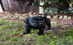 Labrador Retriever dogs for sale: Nicky shields  - Image 3