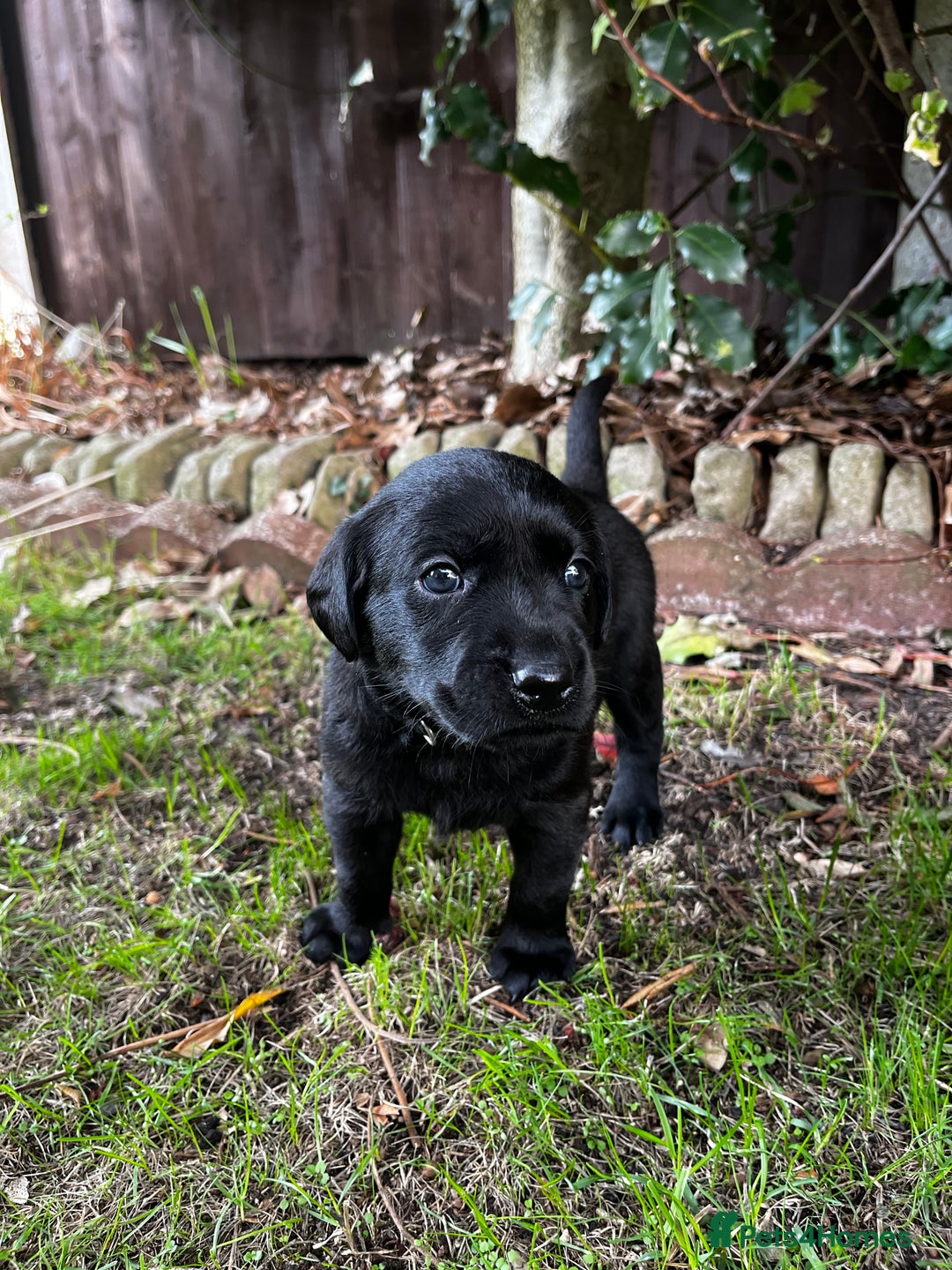 Labrador Retriever dogs for sale: Nicky shields  - Image 3
