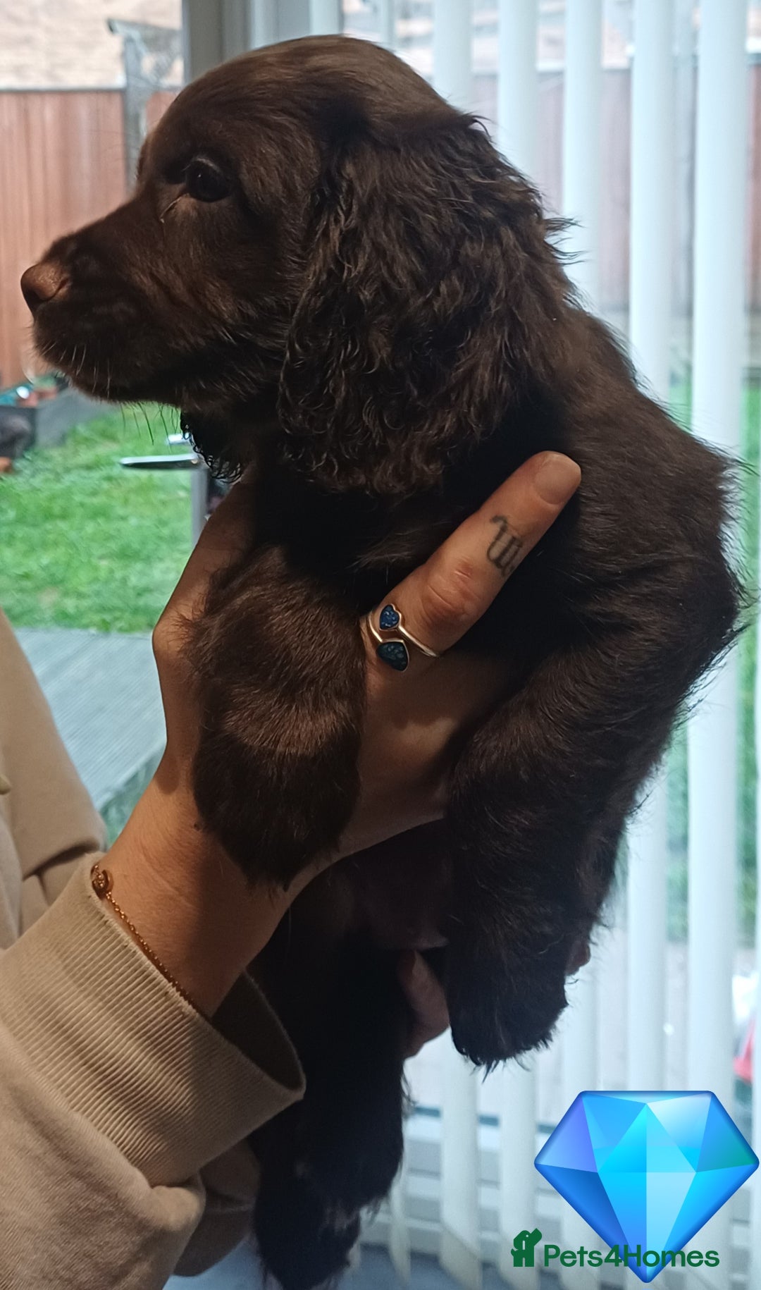 Sprocker dogs for sale: Beautifull Sprocker spaniel puppies, ready now! - Advert 3