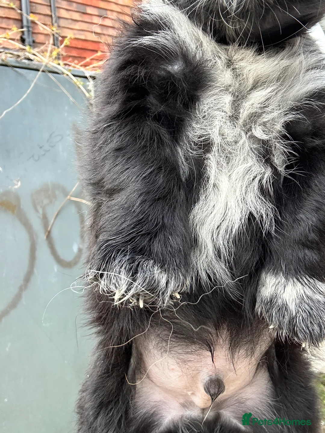 Mixed Breed dogs for sale: Pom X Cocker spaniel  in Cranbrook - Advert 11