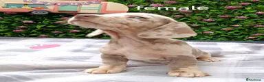 Miniature Dachshund 3