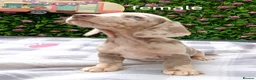 Miniature Dachshund dogs for sale: RAINBOW MINIS KC REG PRA CLEAR  - Advert 21