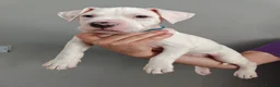 American Bulldog dogs for sale: American Bulldog Puppies - Advert 12