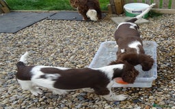English Springer Spaniel dogs for sale: Two Gorgeous Boy English Springer Spaniel Puppies  - Image 39