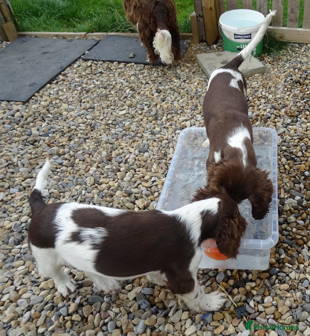 English Springer Spaniel dogs for sale: Two Gorgeous Boy English Springer Spaniel Puppies  - Image 39