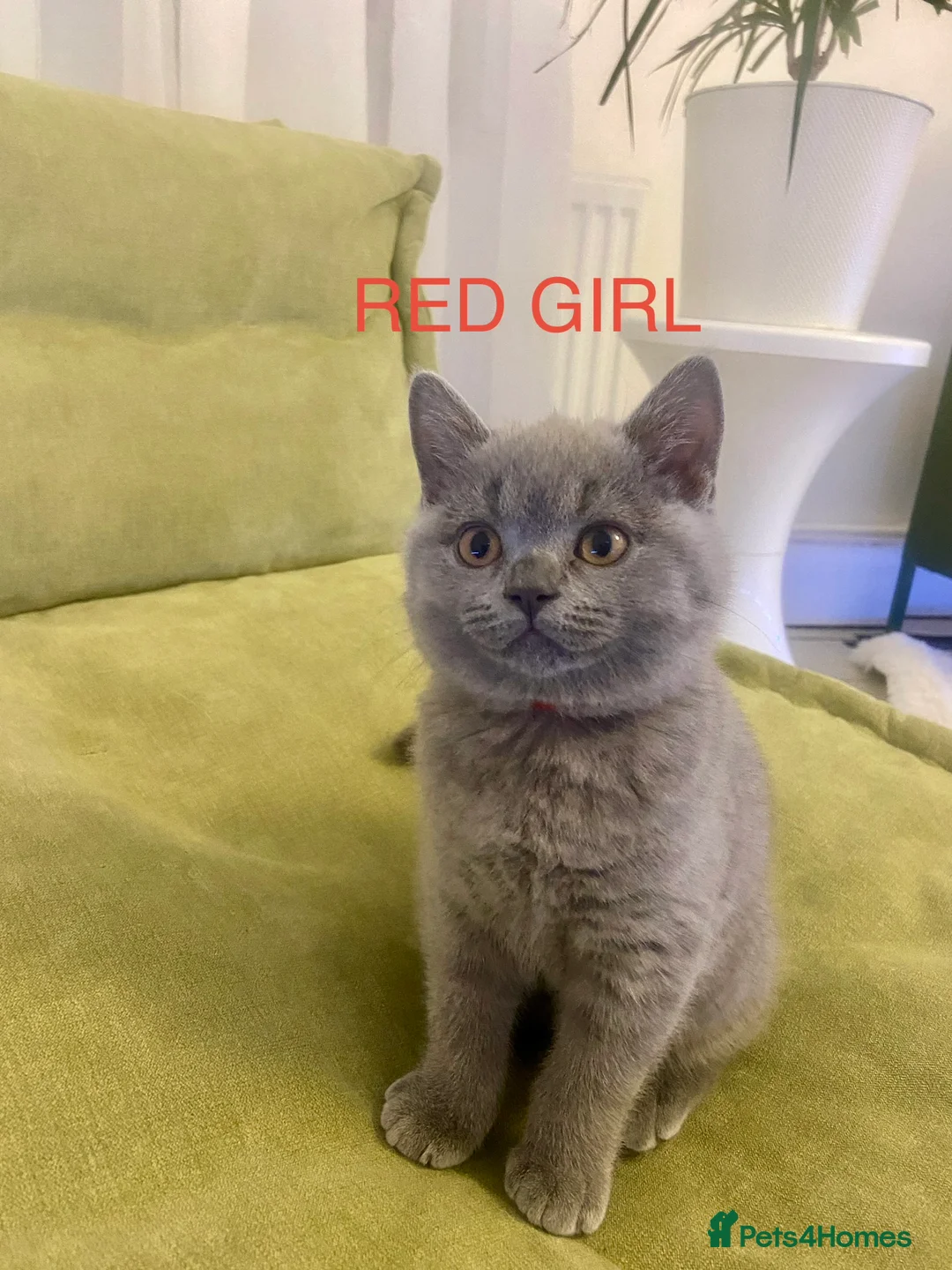 British Shorthair cats for sale: GCCF registered British shorthair kittens  - Advert 2