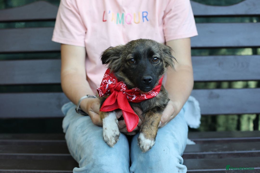 Mixed Breed dogs for adoption: 💖🐶 LOLLY & JOLIE 🐶💖 - Image 35