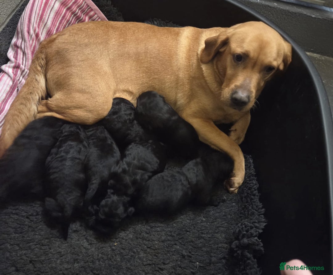 Labradoodle dogs for sale: F1 Standard Labradoodle pups - Advert 2