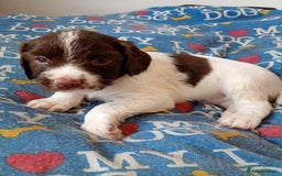 English Springer Spaniel dogs for sale: KC English Springer Spaniels (2 boys remaining) - Image 4