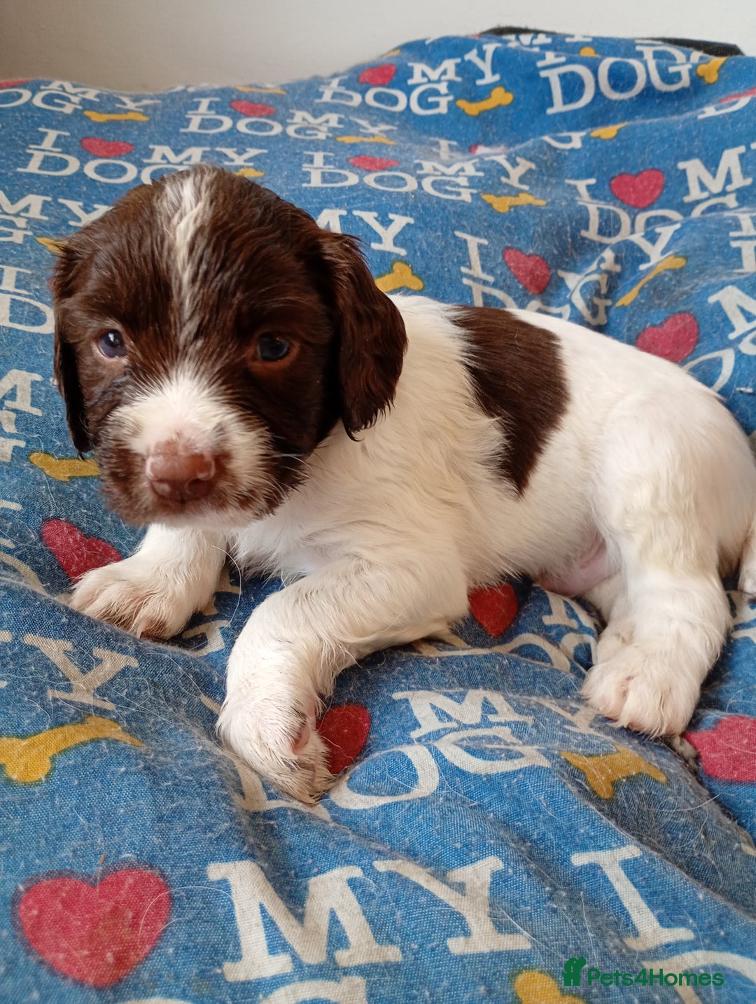 English Springer Spaniel dogs for sale: KC English Springer Spaniels (2 boys remaining) - Image 4