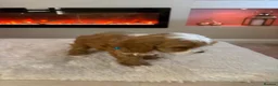 Cavapoo dogs for sale: Gorgeous Cavapoo puppies  - Advert 21
