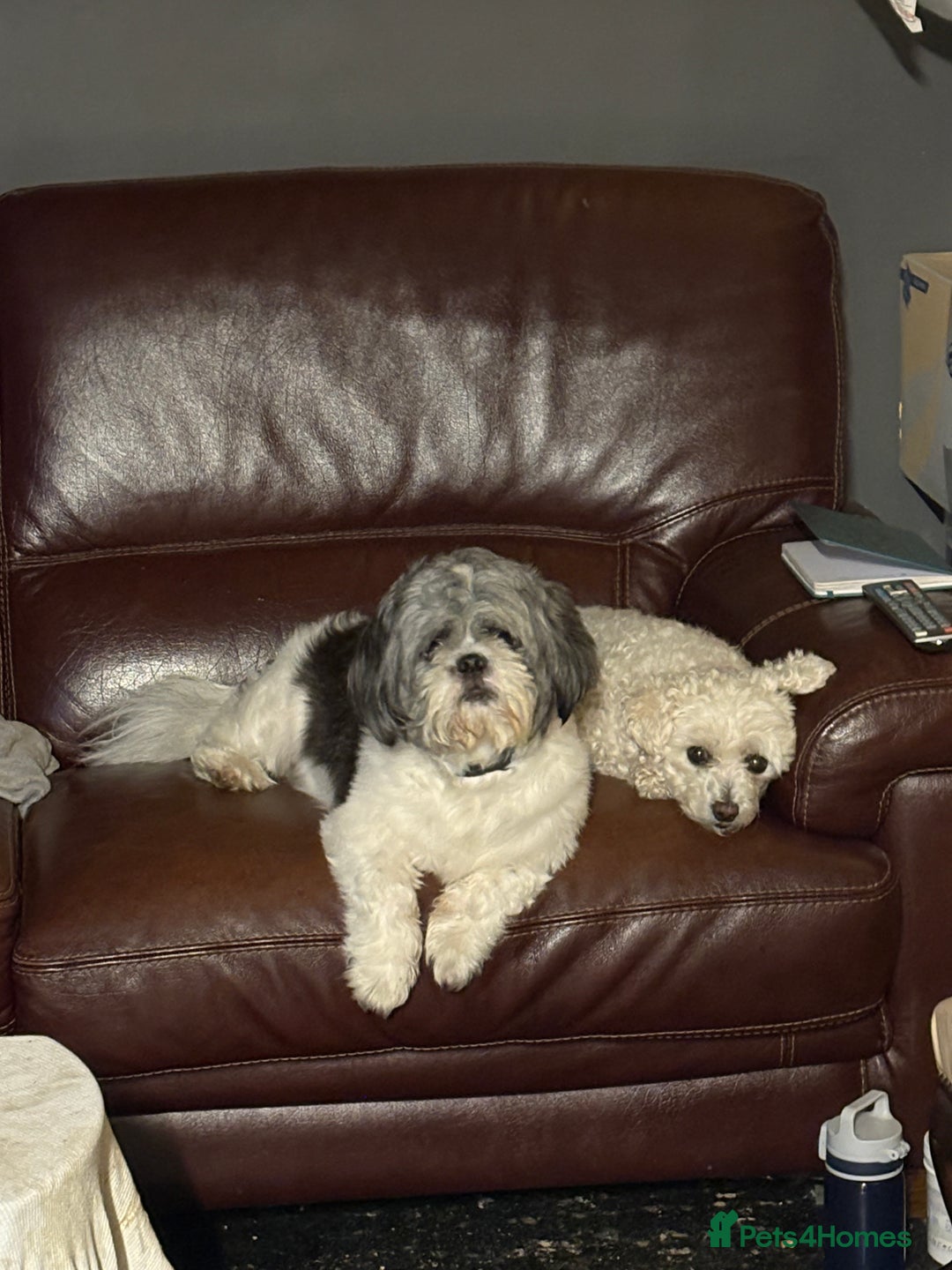 Shih Tzu dogs for sale: Teddy the shihtzu looking for good home  - Image 9