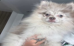 Pomeranian dogs for sale: Lilac Merle Female Pomeranian Puppy For Sale  - Image 5