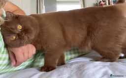 British Shorthair cats for sale: Cute pedigree lilac British shorthair kittens - Image 14