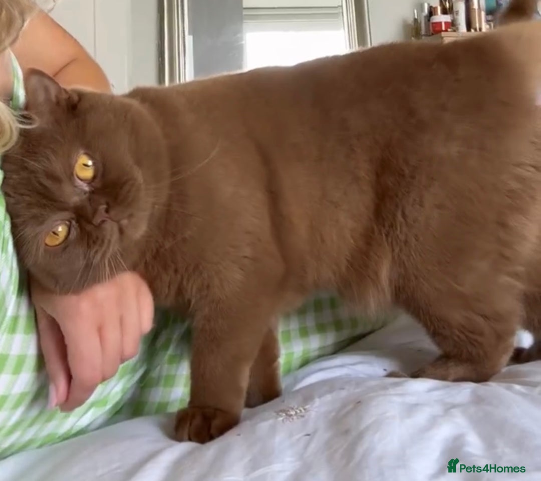 British Shorthair cats for sale: Cute pedigree lilac British shorthair kittens - Image 14