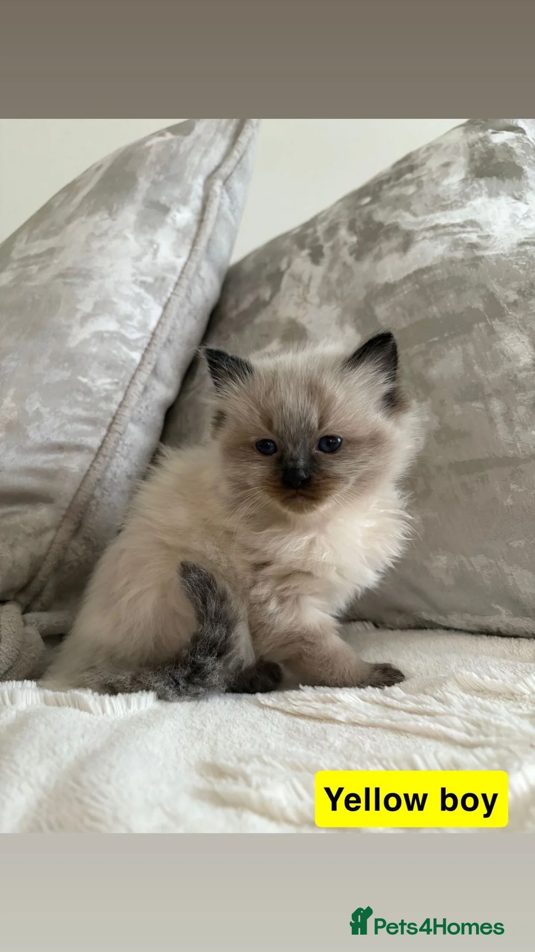 Ragdoll cats for sale: 5 Ragdoll Kittens 🐾  - Advert 10