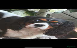 Cavapoo dogs for sale: Cavapoo F1 pups health tested parents  - Image 23