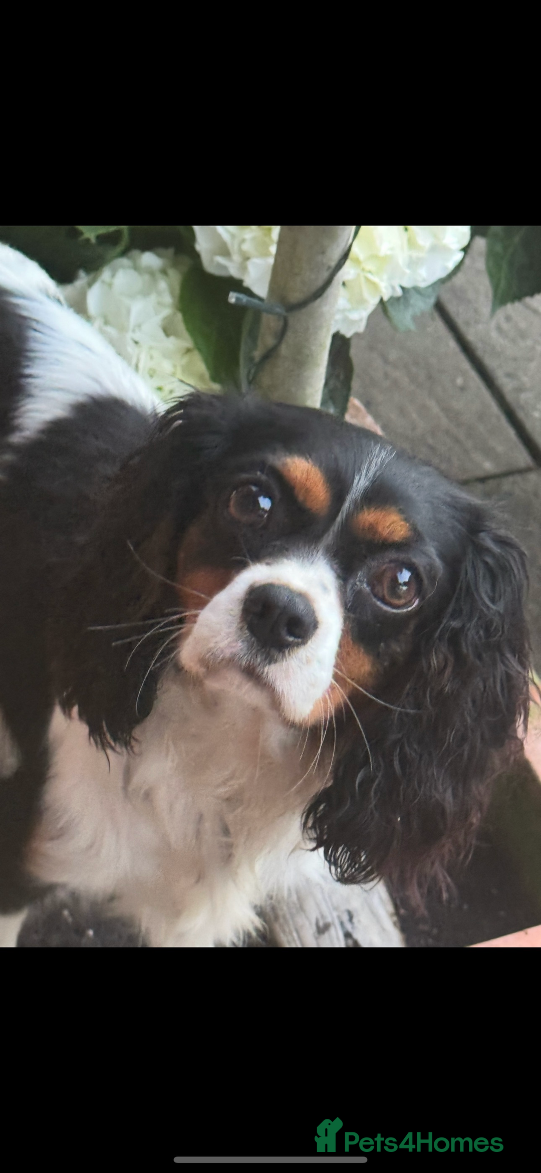 Cavapoo dogs for sale: Cavapoo F1 pups health tested parents  - Image 23