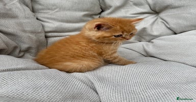 British Shorthair cats - Advert 9