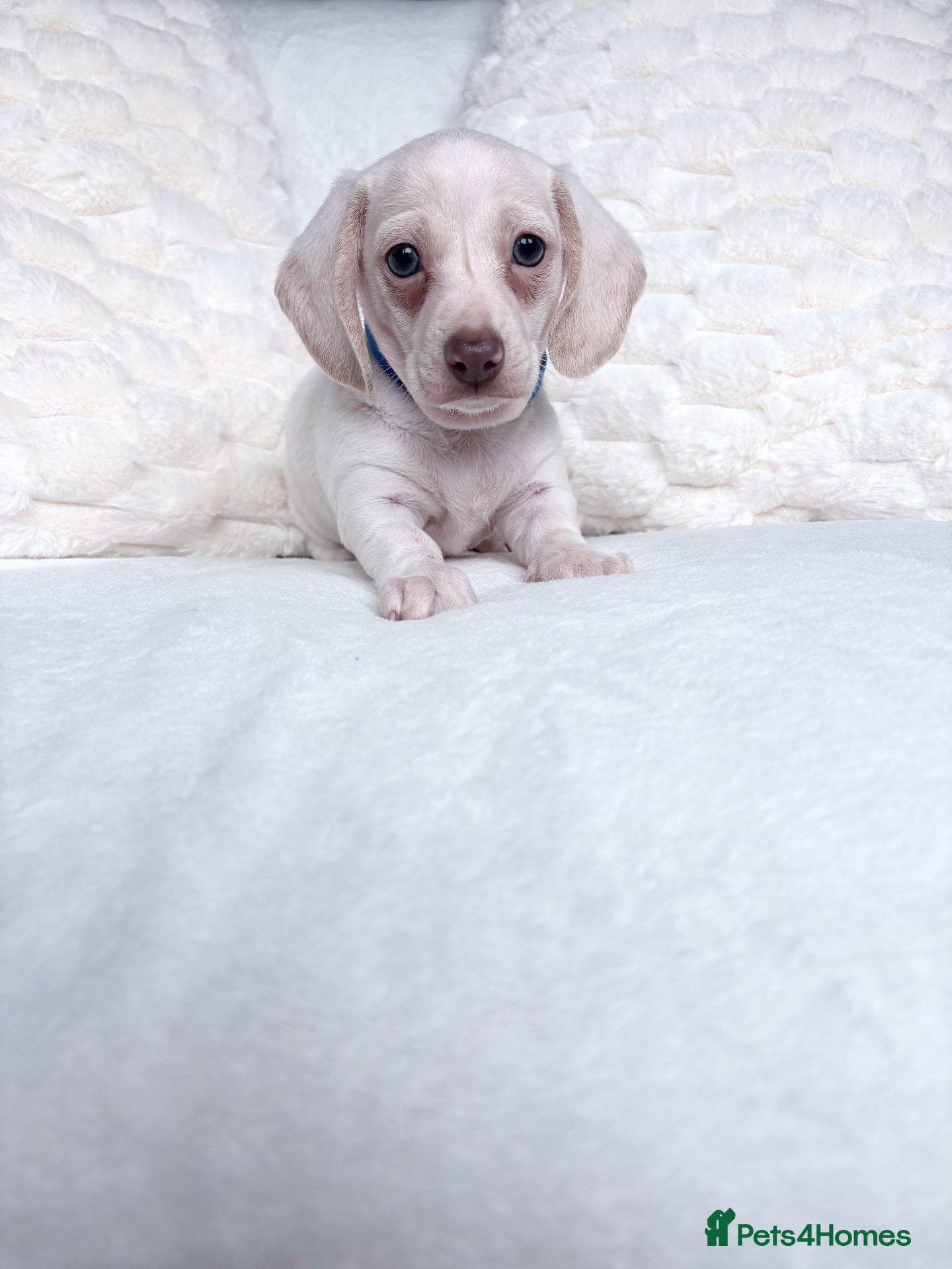 Miniature Dachshund dogs for sale: Cream miniature dachshund puppies - Advert 2