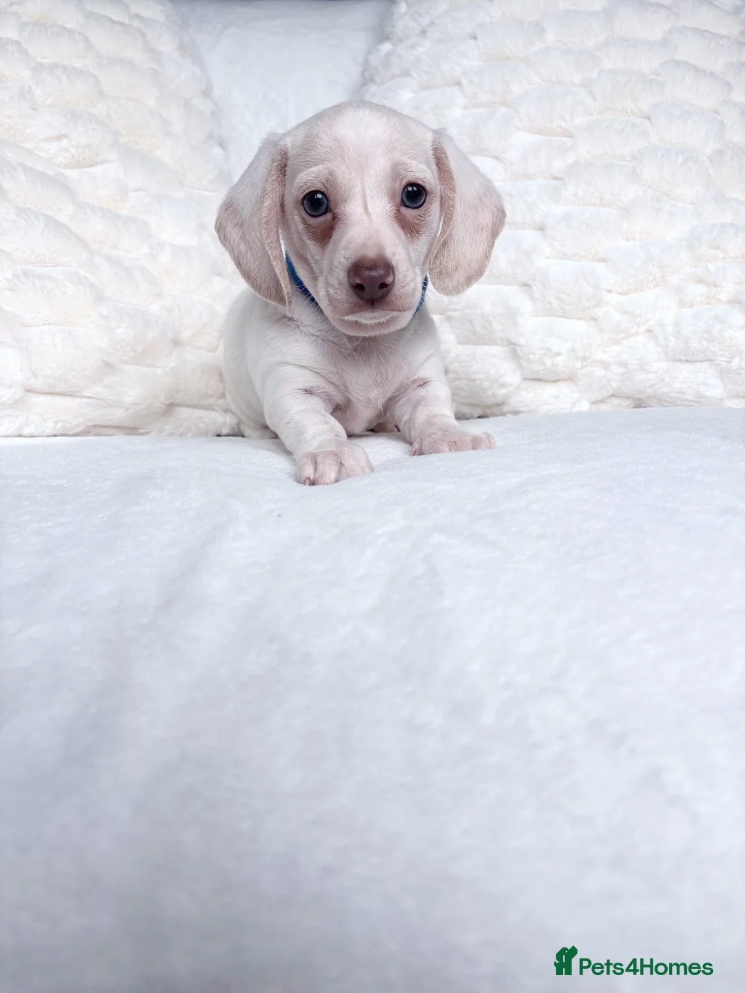 Miniature Dachshund dogs for sale: Cream miniature dachshund puppies - Advert 2