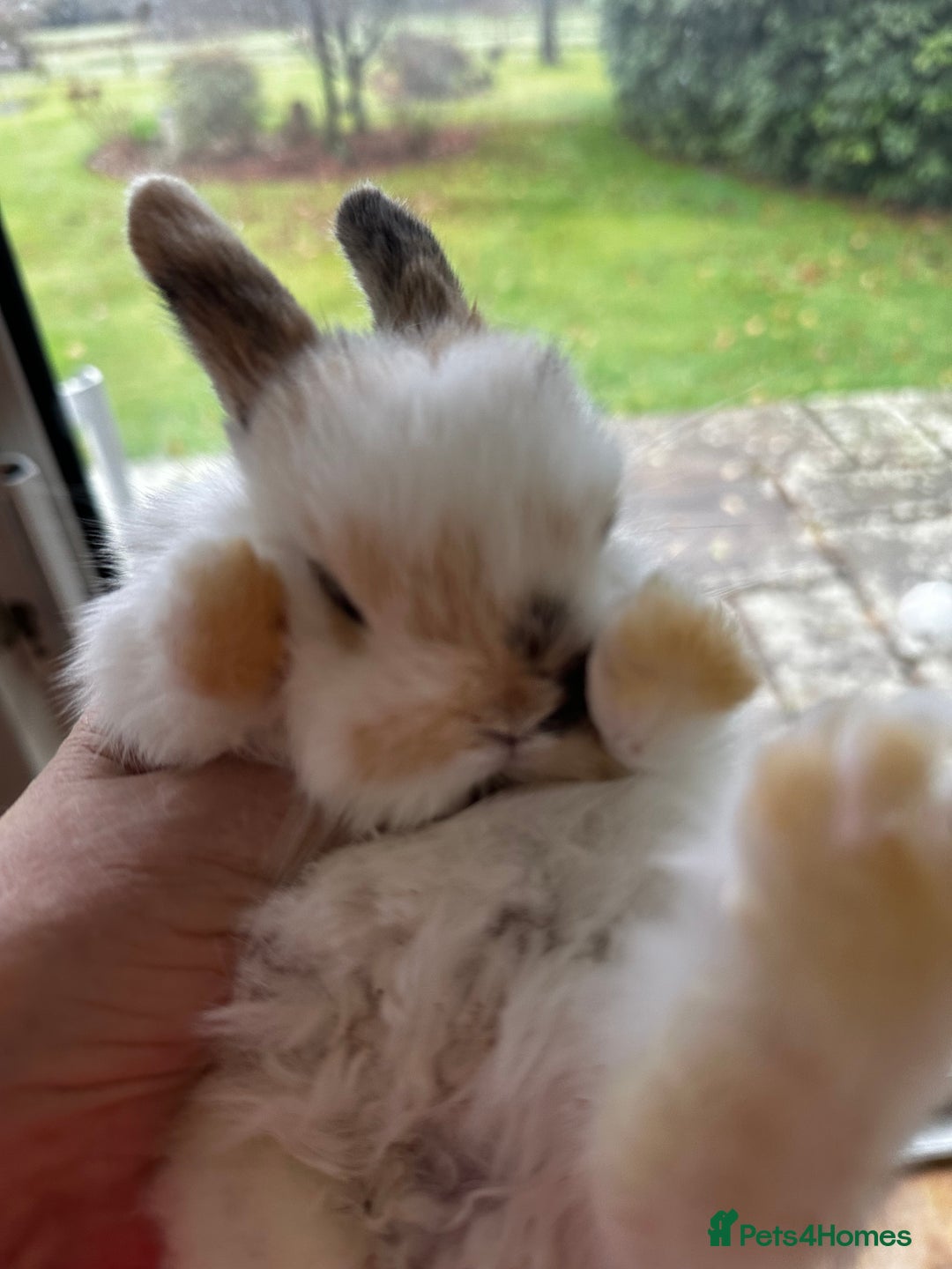 Mini Lop rabbits for sale: Well handled baby mini lops - Advert 4
