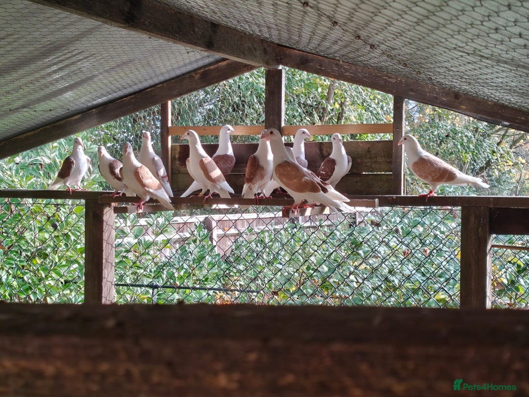 Pigeons birds for sale: sadleback hommers for sale - Advert 5