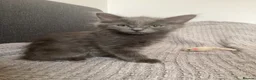 Russian Blue cats for sale: Russian blue Scottish fold mix stunning breed  - Advert 10