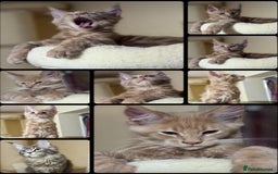 Maine Coon cats for sale: Last Ginger Boy Pure Mainecoon! - Image 10