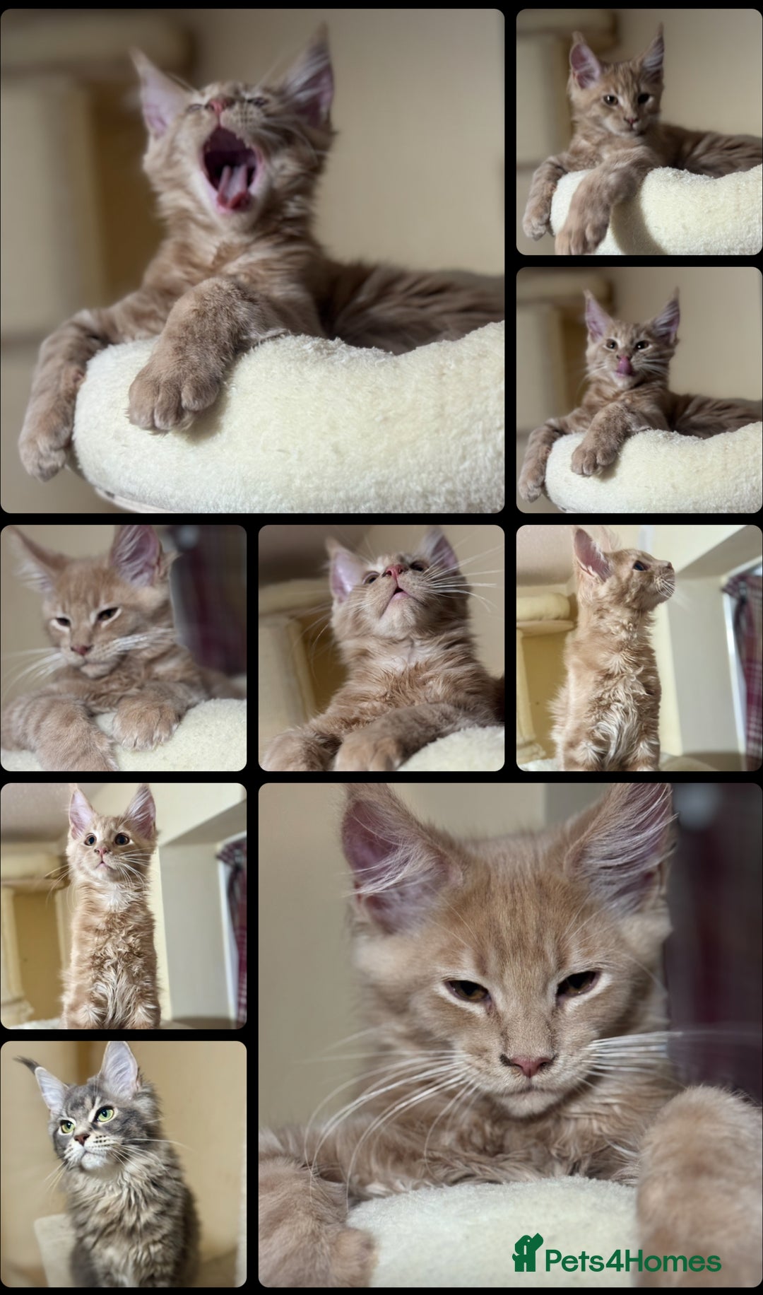 Maine Coon cats for sale: Last Ginger Boy Pure Mainecoon! - Image 10