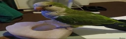 Parrots birds for sale: Female green quaker in Neath - Advert 3