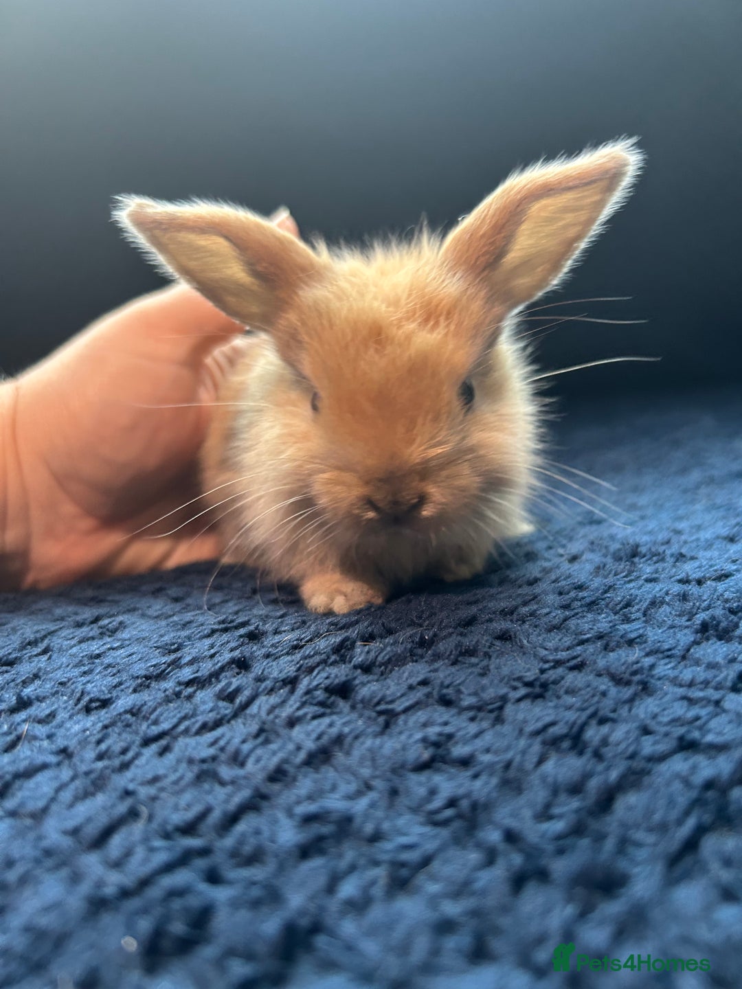 Lionhead rabbits for sale: Mini lion lop bunnies - Image 4