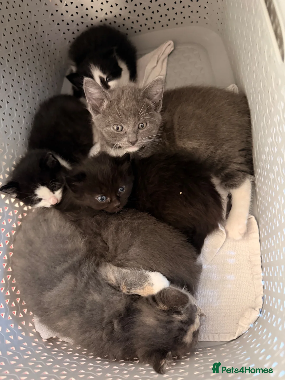 Mixed Breed cats for sale: Kittens  - Advert 2